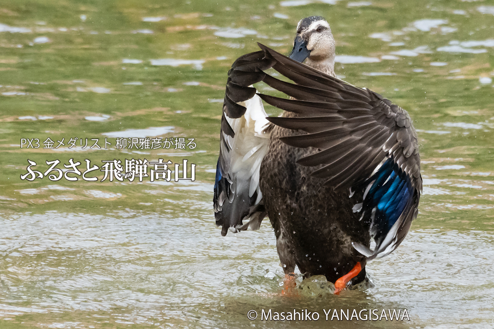 夏の飛騨高山(カルガモ)　撮影・柳沢雅彦
