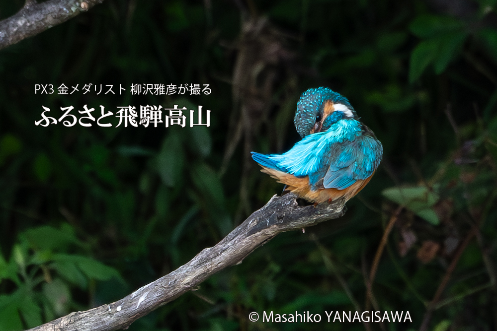 「カワセミの如き君なりき」　撮影・柳沢雅彦