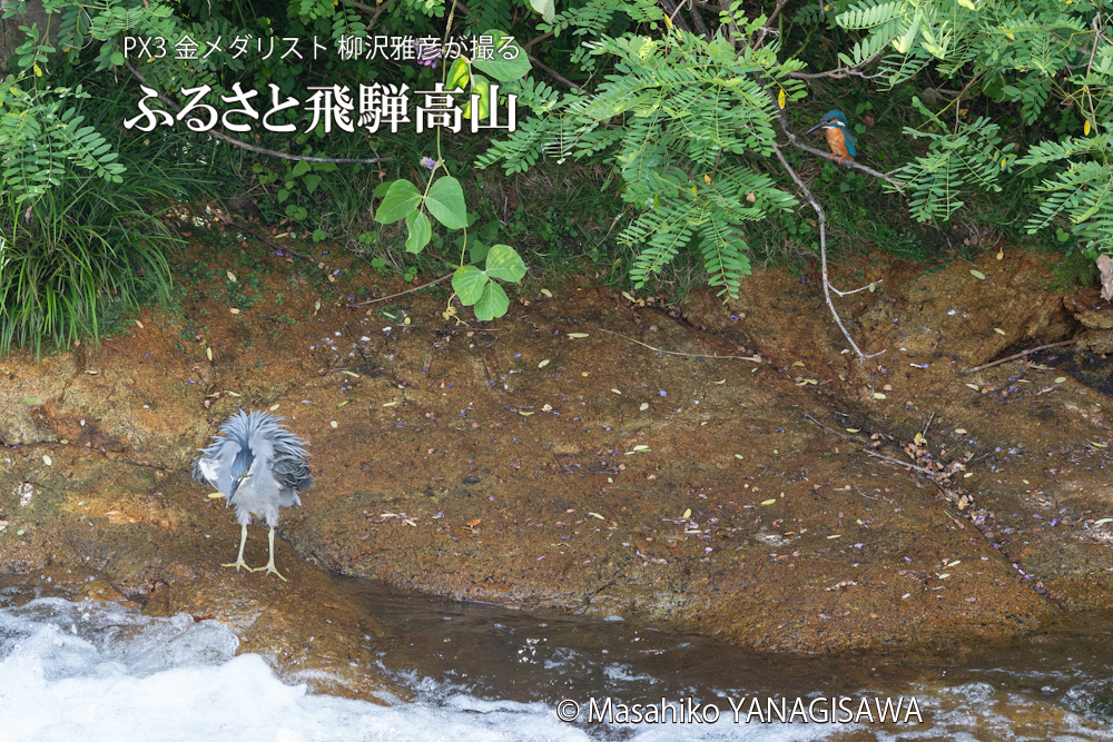 「カワセミの如き君なりき」カワセミ×ササゴイ　撮影・柳沢雅彦