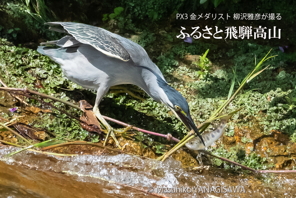 夏の飛騨高山(アマゴと格闘するササゴイ)　撮影・柳沢雅彦