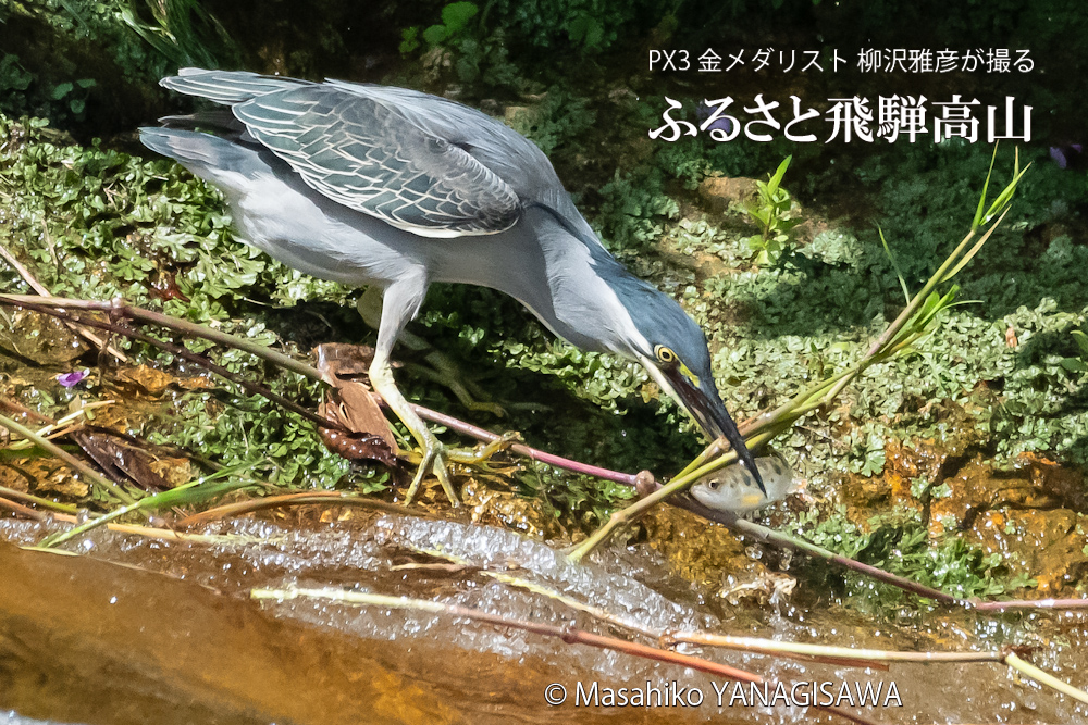夏の飛騨高山(アマゴと格闘するササゴイ)　撮影・柳沢雅彦