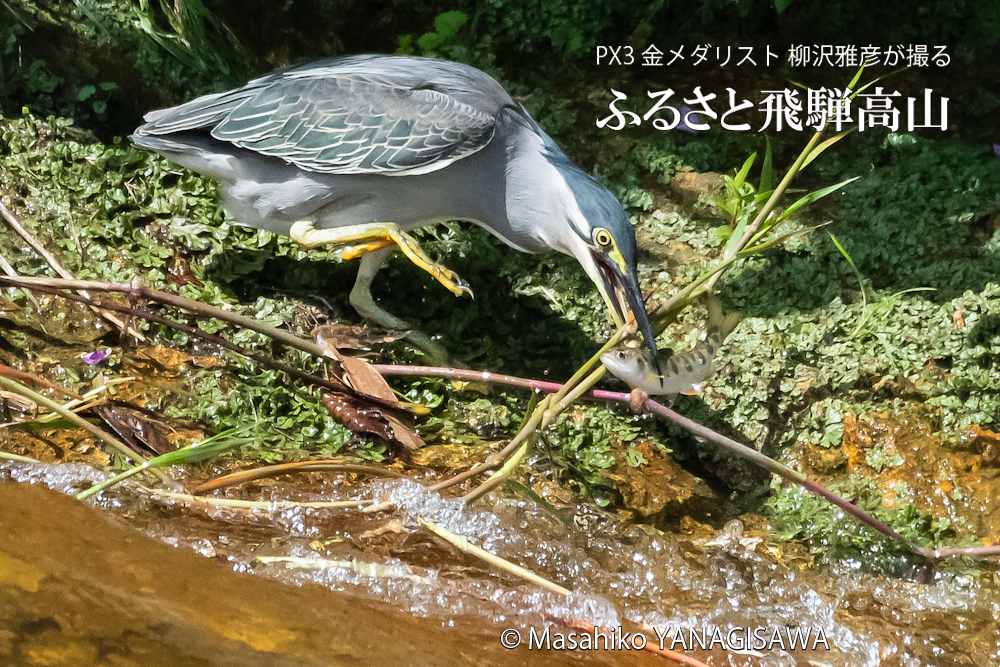 夏の飛騨高山(アマゴと格闘するササゴイ)　撮影・柳沢雅彦