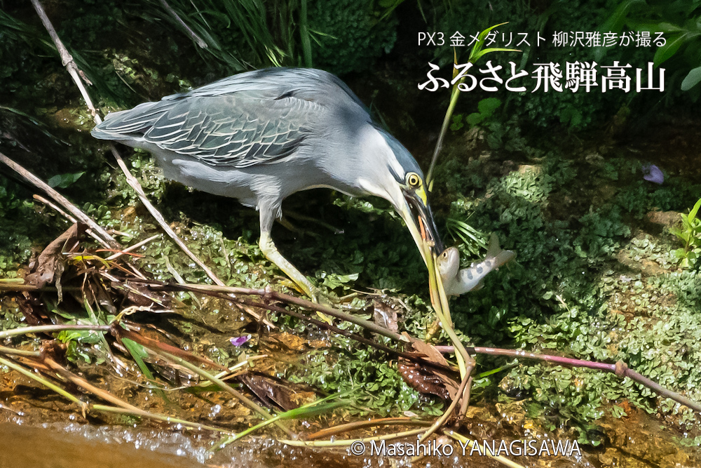 夏の飛騨高山(アマゴと格闘するササゴイ)　撮影・柳沢雅彦