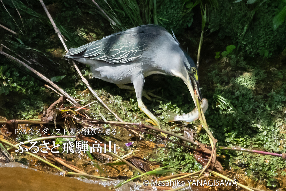 夏の飛騨高山(アマゴと格闘するササゴイ)　撮影・柳沢雅彦