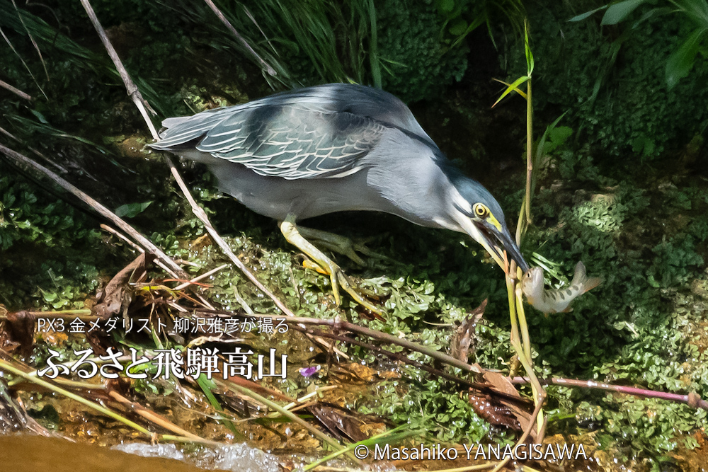 夏の飛騨高山(アマゴと格闘するササゴイ)　撮影・柳沢雅彦