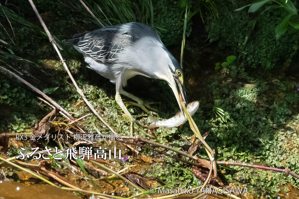 夏の飛騨高山(アマゴと格闘するササゴイ)　撮影・柳沢雅彦
