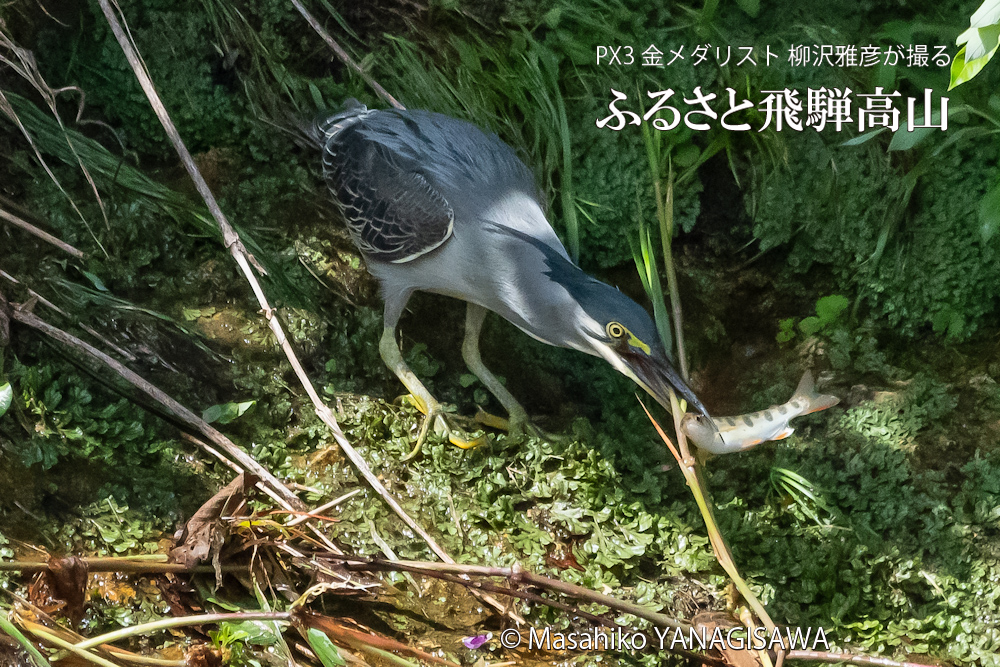夏の飛騨高山(アマゴと格闘するササゴイ)　撮影・柳沢雅彦