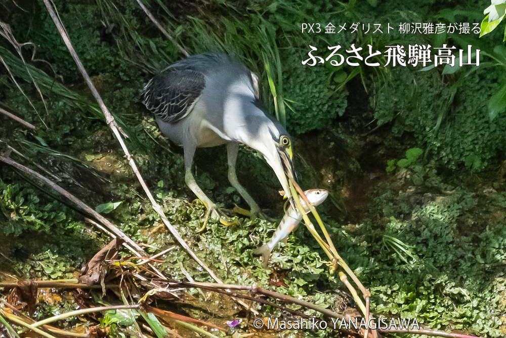 夏の飛騨高山(アマゴと格闘するササゴイ)　撮影・柳沢雅彦
