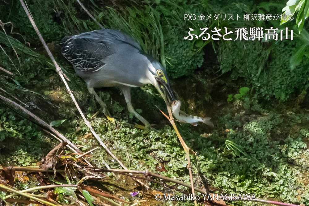 夏の飛騨高山(アマゴと格闘するササゴイ)　撮影・柳沢雅彦
