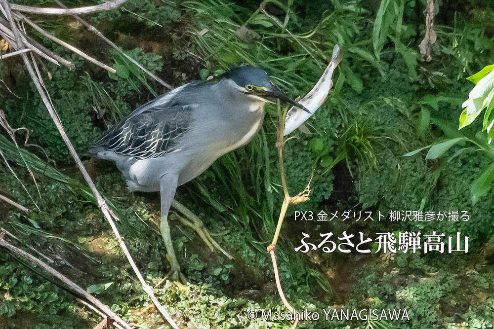 夏の飛騨高山(アマゴと格闘するササゴイ)　撮影・柳沢雅彦
