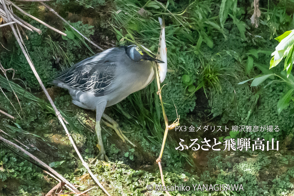 夏の飛騨高山(アマゴと格闘するササゴイ)　撮影・柳沢雅彦