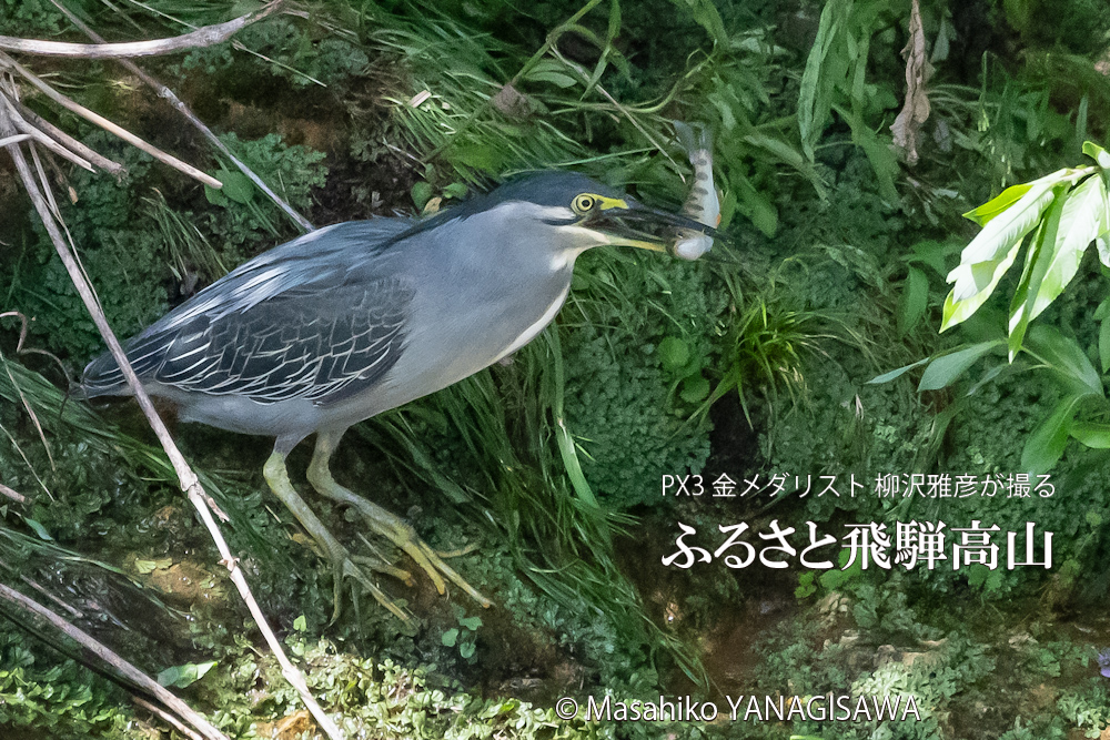 夏の飛騨高山(アマゴと格闘するササゴイ)　撮影・柳沢雅彦
