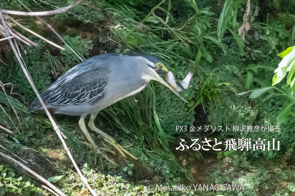 夏の飛騨高山(アマゴと格闘するササゴイ)　撮影・柳沢雅彦
