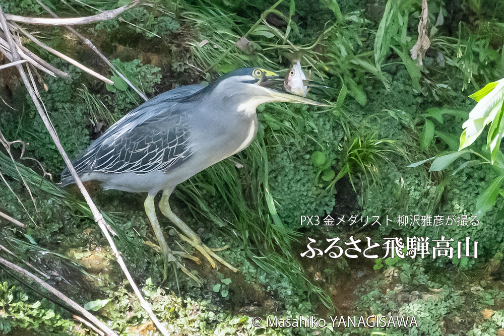 夏の飛騨高山(アマゴと格闘するササゴイ)　撮影・柳沢雅彦
