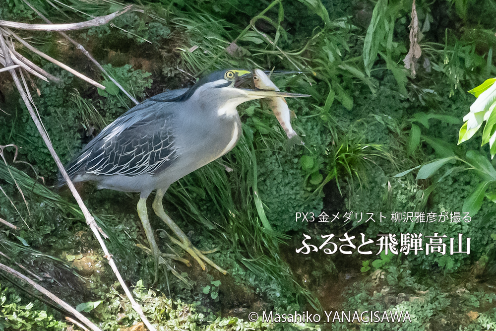 夏の飛騨高山(アマゴと格闘するササゴイ)　撮影・柳沢雅彦