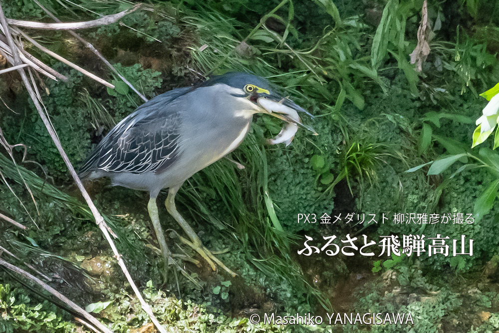 夏の飛騨高山(アマゴと格闘するササゴイ)　撮影・柳沢雅彦