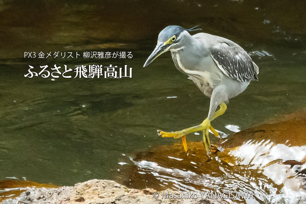 夏の飛騨高山(ササゴイ)　撮影・柳沢雅彦