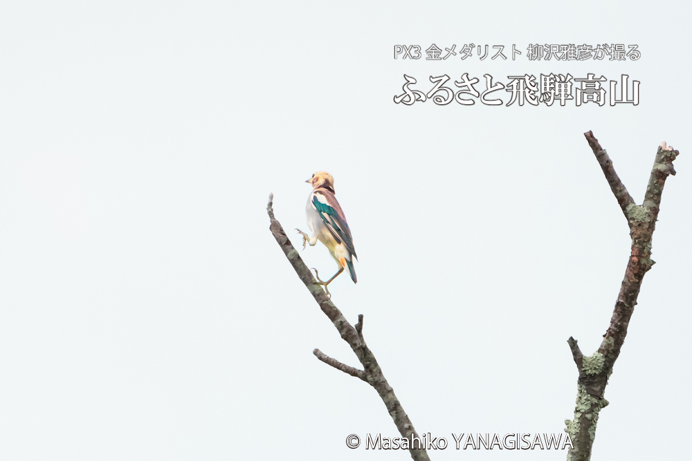 夏の飛騨高山(コムクドリ)　撮影・柳沢雅彦