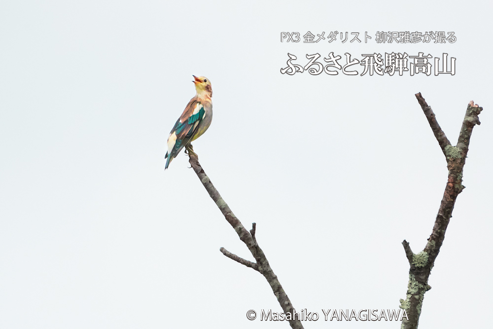 夏の飛騨高山(コムクドリ)　撮影・柳沢雅彦