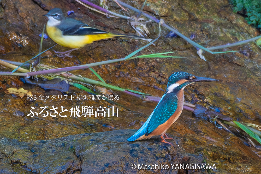 「カワセミの如き君なりき」カワセミ×キセキレイ　撮影・柳沢雅彦