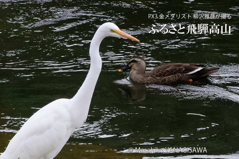 晩夏の飛騨高山(ダイサギ、カルガモ)　撮影・柳沢雅彦
