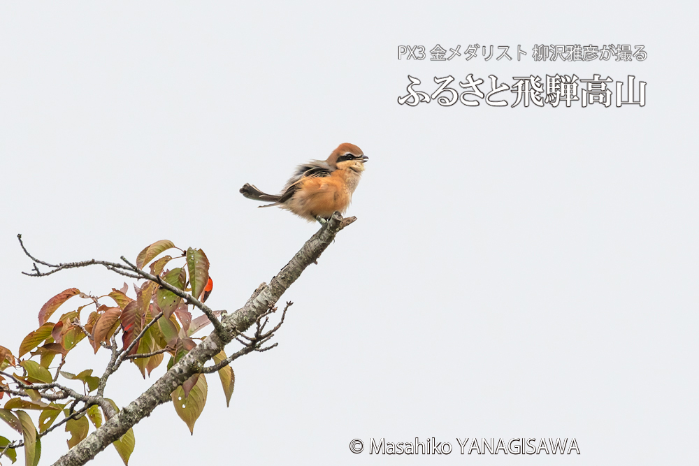 　撮影・柳沢雅彦