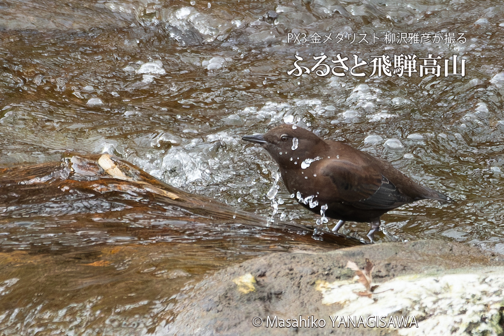 　撮影・柳沢雅彦