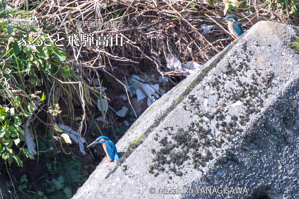 　撮影・柳沢雅彦