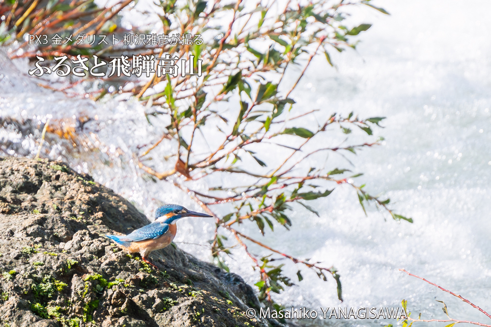 　撮影・柳沢雅彦