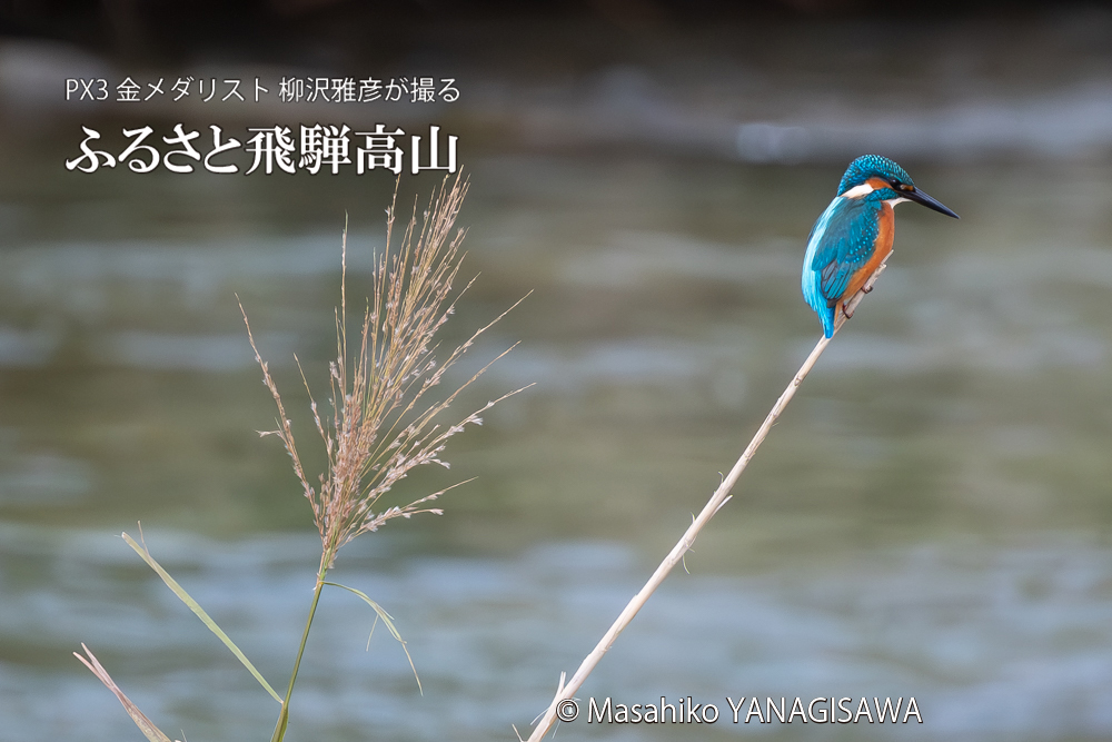 　撮影・柳沢雅彦