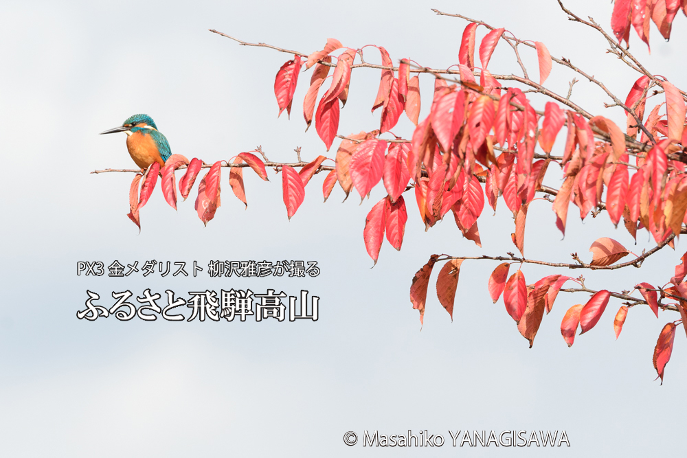 　撮影・柳沢雅彦