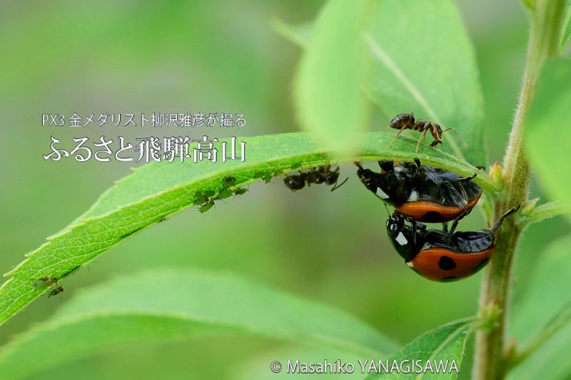 初夏の飛騨高山(テントウムシ×アリマキ)　撮影・柳沢雅彦