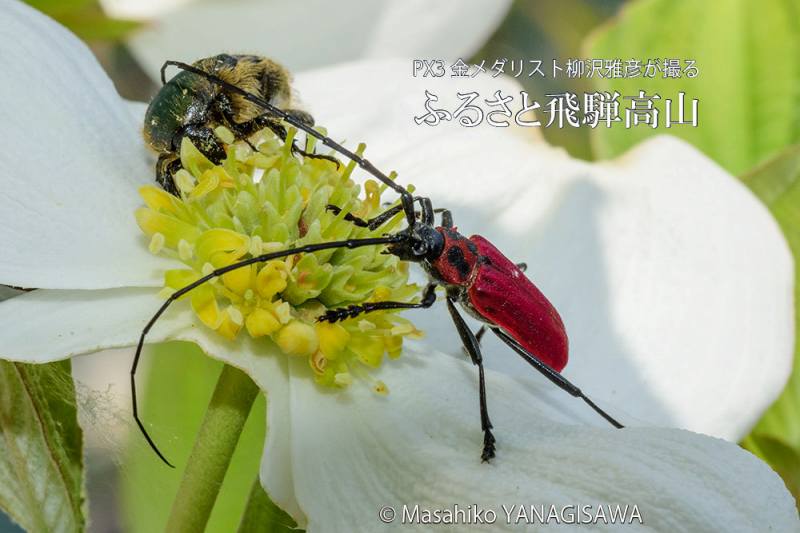 初夏の飛騨高山(ベニカミキリ×ハナムグリ)　撮影・柳沢雅彦