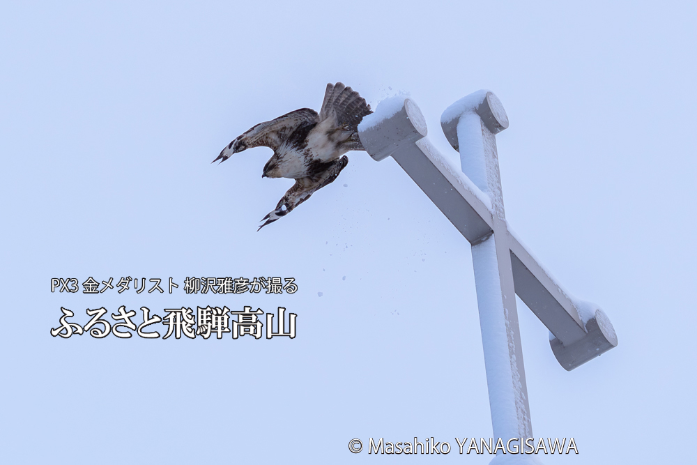 飛騨高山に棲むノスリの写真です。