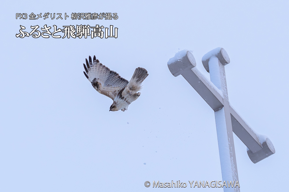 飛騨高山に棲むノスリの写真です。