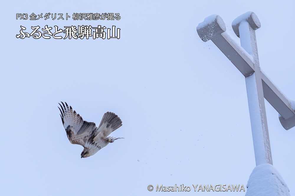 飛騨高山に棲むノスリの写真です。