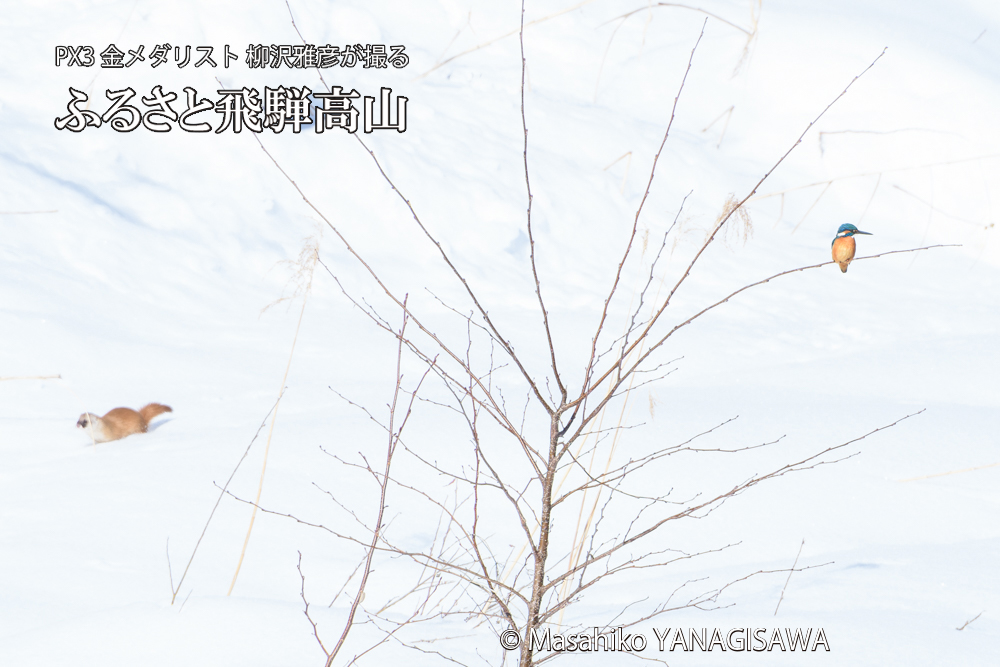 飛騨高山に棲むカワセミとイタチの写真です。