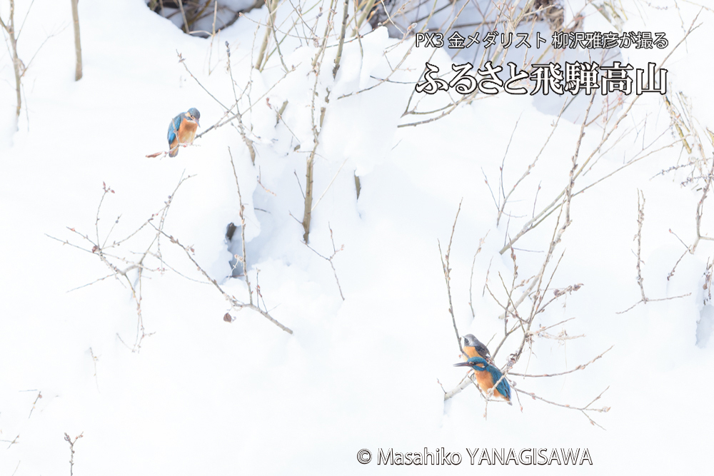 飛騨高山に棲むカワセミとジョウビタキの写真です。