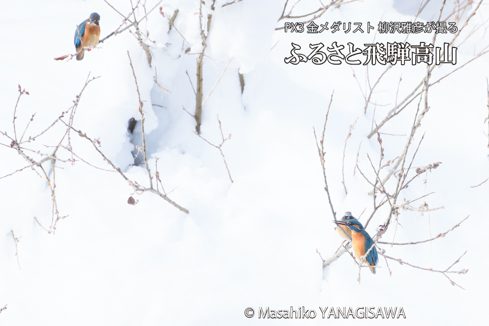 飛騨高山に棲むカワセミとジョウビタキの写真です。