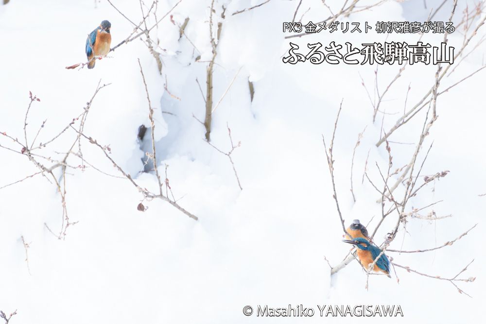 飛騨高山に棲むカワセミとジョウビタキの写真です。