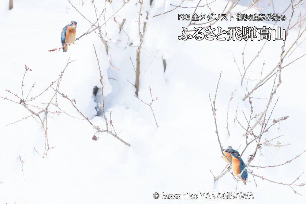 飛騨高山に棲むカワセミとジョウビタキの写真です。