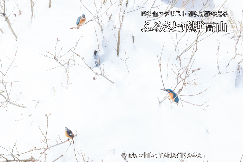 飛騨高山に棲むカワセミとジョウビタキの写真です。