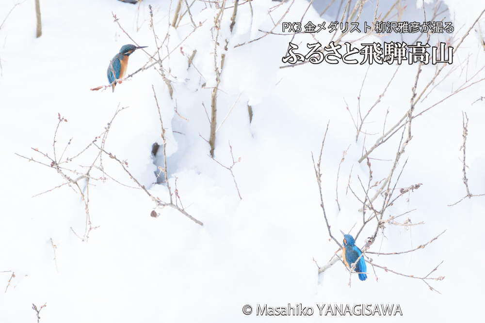 飛騨高山に棲むカワセミの写真です。