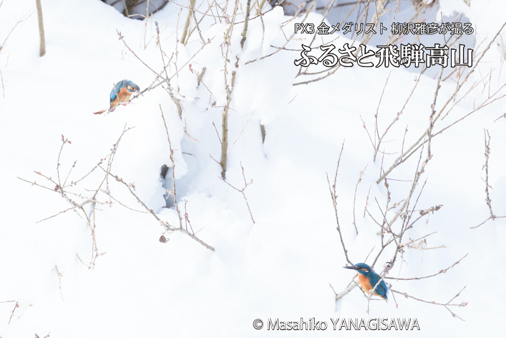 飛騨高山に棲むカワセミの写真です。