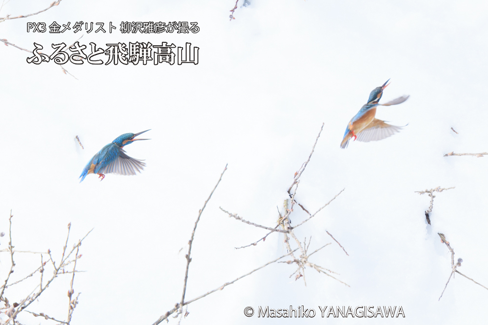 飛騨高山に棲むカワセミの写真です。