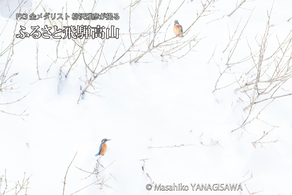 飛騨高山に棲むカワセミの写真です。