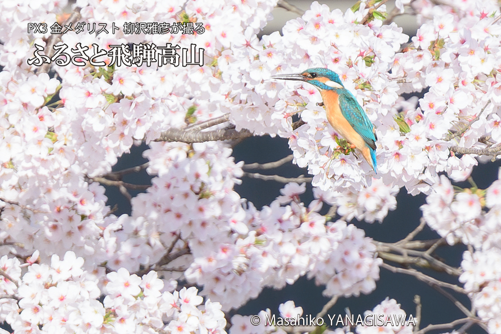 飛騨高山に棲むカワセミと満開の桜の写真です。