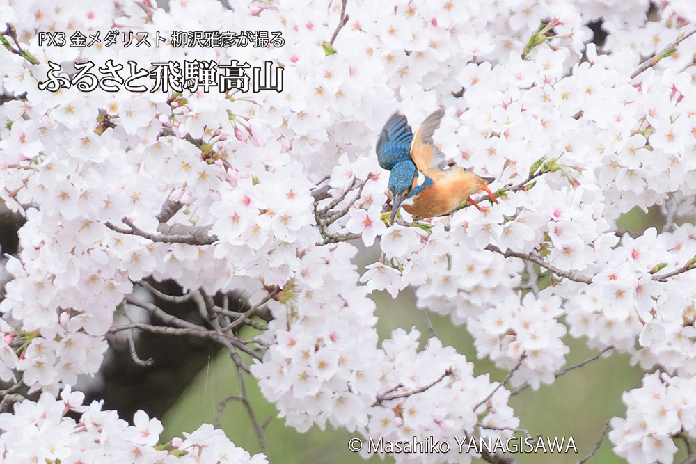 飛騨高山に棲むカワセミと満開の桜の写真です。