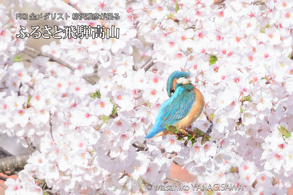 飛騨高山に棲むカワセミと満開の桜の写真です。