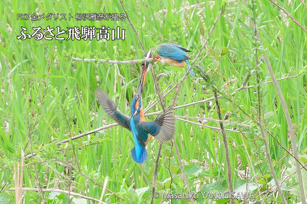 飛騨高山に棲むカワセミの写真です。